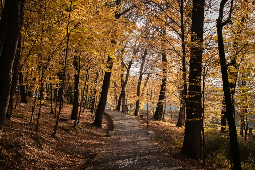 De Oogst van Aanwezigheid